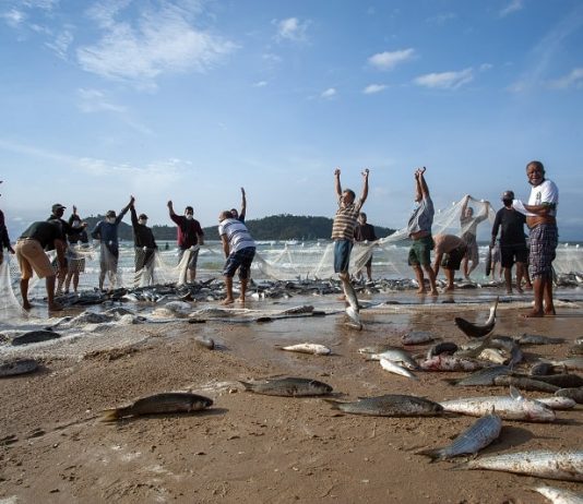 pescadores comemoram pesca da tainha após grande lanço na areia do campeche, com a ilha de fundo