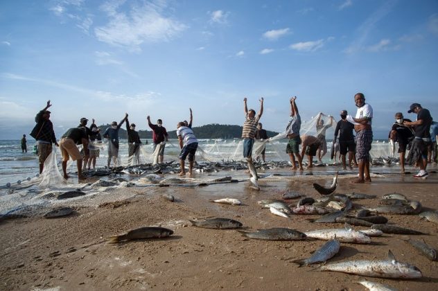 pescadores comemoram pesca da tainha após grande lanço na areia do campeche, com a ilha de fundo