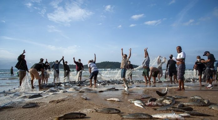 pescadores comemoram pesca da tainha após grande lanço na areia do campeche, com a ilha de fundo