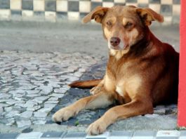 Cachorro de cor marrom deitado olha para frente. Uma lei estadual aumenta o valor das multas de quem pratica maus tratos contra animais.
