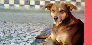 Cachorro de cor marrom deitado olha para frente. Uma lei estadual aumenta o valor das multas de quem pratica maus tratos contra animais.