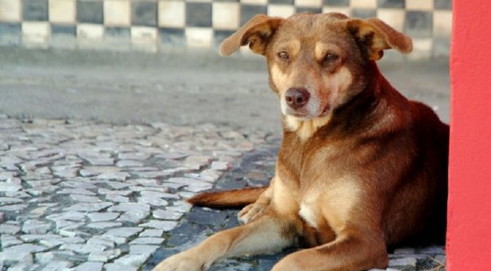 Cachorro de cor marrom deitado olha para frente. Uma lei estadual aumenta o valor das multas de quem pratica maus tratos contra animais.