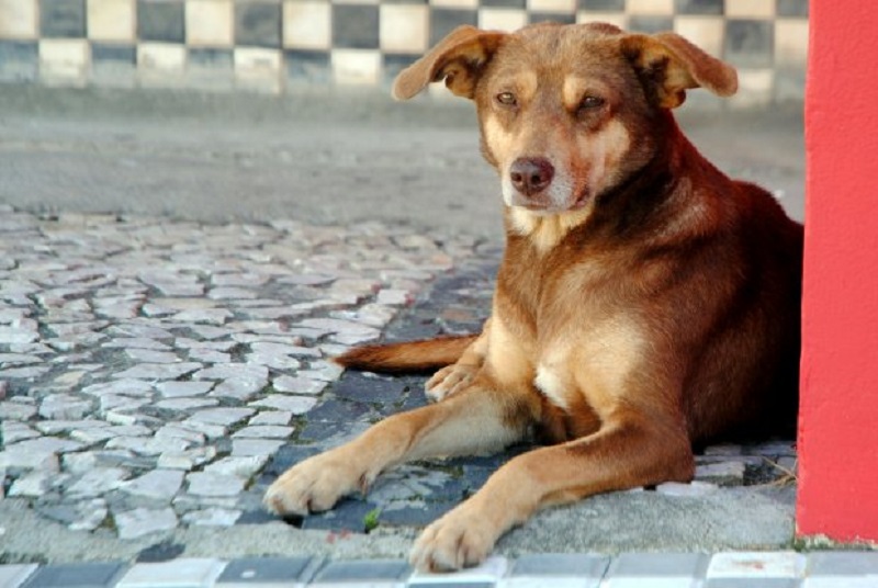 Cachorro de cor marrom deitado olha para frente. Uma lei estadual aumenta o valor das multas de quem pratica maus tratos contra animais.