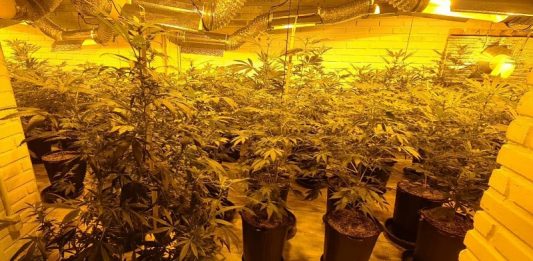 Com uma luz amarelada, a foto mostra uma estufa com vários pés de maconha plantados em vasos pretos, a droga foi apreendida em Florianópolis pela polícia