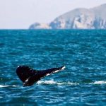 baleia com cauda para fora no litoral de santa catarina