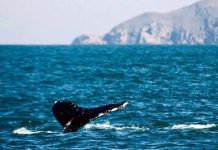 baleia com cauda para fora no litoral de santa catarina