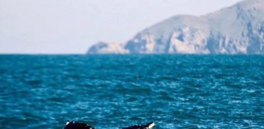 baleia com cauda para fora no litoral de santa catarina