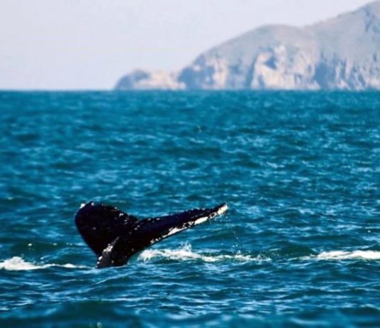 baleia com cauda para fora no litoral de santa catarina