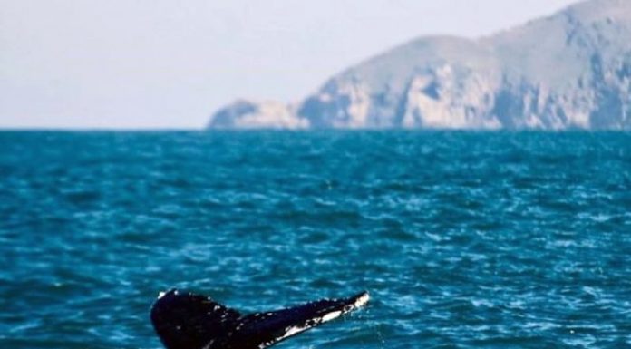 baleia com cauda para fora no litoral de santa catarina