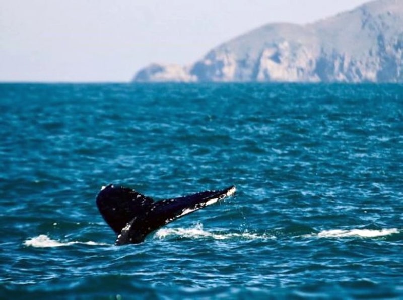 baleia com cauda para fora no litoral de santa catarina