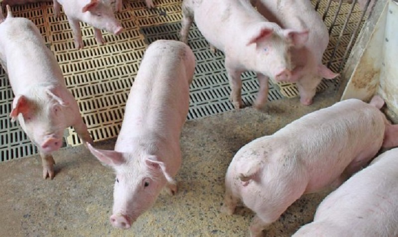 Um grupo de porcos de cor rosada aparecem na foto. A imagem representa o crescimento do agronegócio em SC, que vive uma retomada econômica em meio à pandemia.