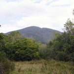 área de mata no parque do tabuleiro