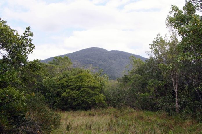 área de mata no parque do tabuleiro