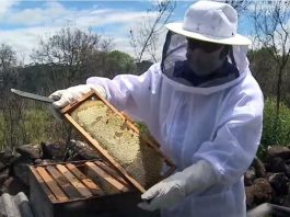Planta nativa da região de São Joaquim, canudo-de-pito produz um dos melhores méis do mundo canudo-de-pito produz um dos melhores méis do mundo - apicultor com vestimenta de proteção segura colmeia