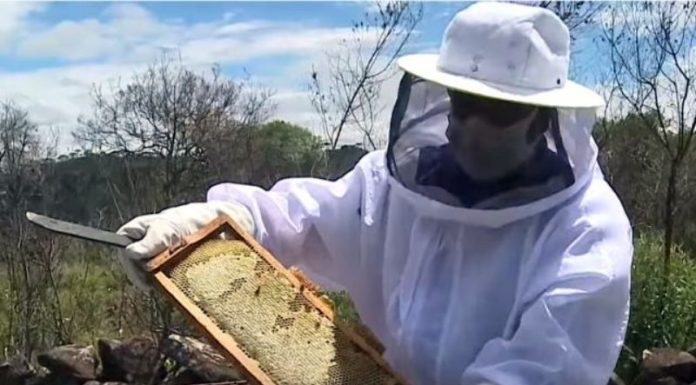 canudo-de-pito produz um dos melhores méis do mundo - apicultor com vestimenta de proteção segura colmeia