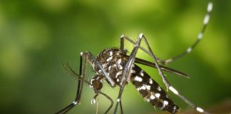 SC tem recorde de casos de dengue com 12 mil infectados e transmissão autóctone - mosquito aedes aegypti