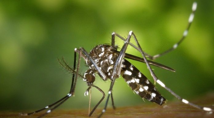SC tem recorde de casos de dengue com 12 mil infectados e transmissão autóctone - mosquito aedes aegypti