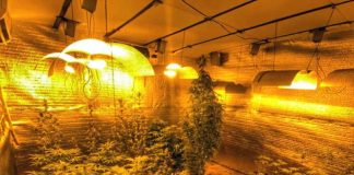 Plantação de maconha em estufa é apreendida no Rio Vermelho - estufa com os pés de maconha