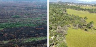 divisão de duas imagens uma mostra área incendiada e outra área verde com árvores e pasto