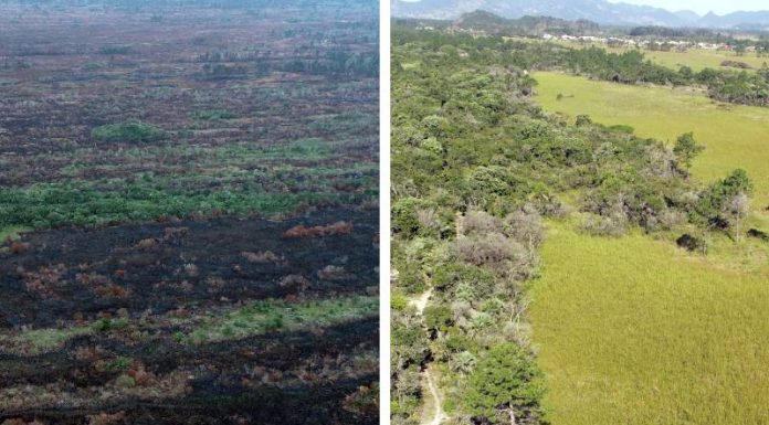 divisão de duas imagens uma mostra área incendiada e outra área verde com árvores e pasto
