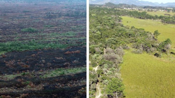 divisão de duas imagens uma mostra área incendiada e outra área verde com árvores e pasto