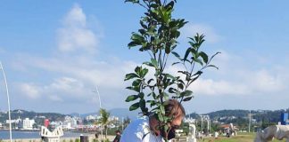 homem planta árvore na beira-mar de são josé durante a semana do meio ambiente