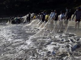 Pesca da tainha por arrasto de praia