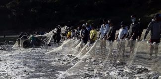 Pesca da tainha por arrasto de praia