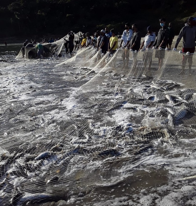 um grupo de pescadores seguram redes com tainhas na beira do mar, nesta temporada 54 mil tainhas já foram capturas em Palhoça