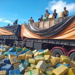 24 toneladas de maconha são apreendidas em Rancho Queimado