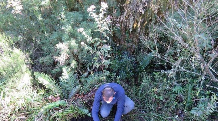 Udesc atua em projeto para recuperar 262 hectares de araucárias em SC