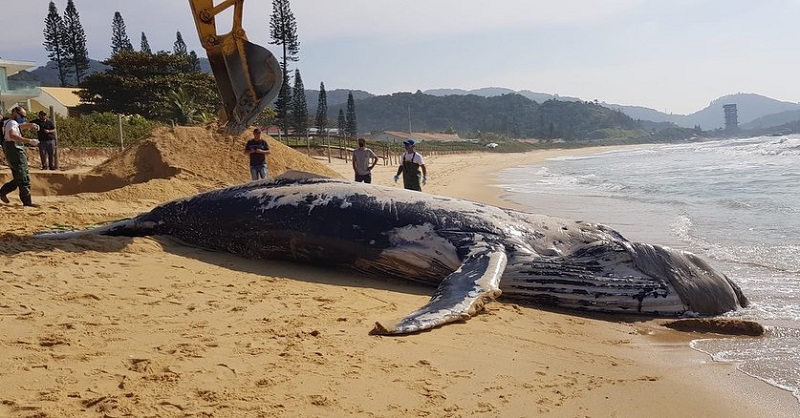 Jubarte foi encontrada morta enrolada em rede de pesca em Itapema