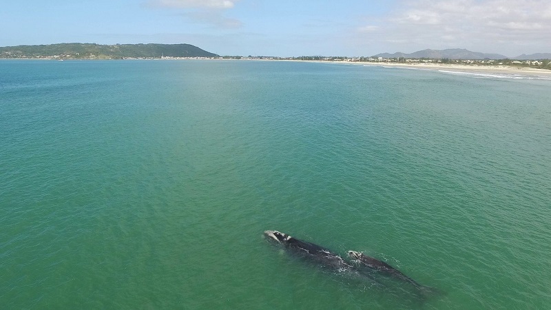 Palhoça vai monitorar passagem de baleias francas nas praias do município