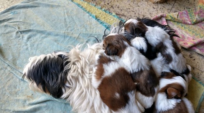 Fiscalização verifica crime de maus tratos em canil de Biguaçu Uma cachorra com pelos brancos e pretos está deitada e em cima dela filhotinhos de pelo branco e marrom. Eles foram resgatados e vão para adoção depois de uma fiscalização constatar o crime de maus tratos em um canil de Biguaçu