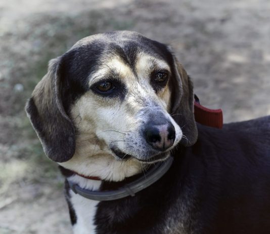 Câmara de São José aprova criação de aplicativo contra maus tratos de animais