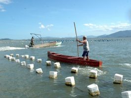 Áreas de cultivo de moluscos são interditadas em Florianópolis pescador rema em pé em canoa ao lado de boias alinhadas no mar nas áreas de cultivo de moluscos são interditadas em Florianópolis
