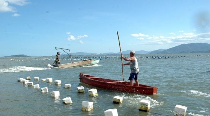 pescador rema em pé em canoa ao lado de boias alinhadas no mar nas áreas de cultivo de moluscos são interditadas em Florianópolis