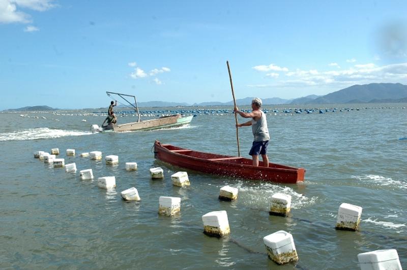 pescador rema em pé em canoa ao lado de boias alinhadas no mar nas áreas de cultivo de moluscos são interditadas em Florianópolis