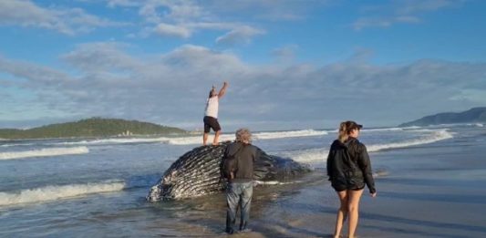 Mais uma baleia jubarte é encontrada morta presa à rede de pesca em Florianópolis