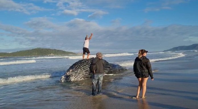 Mais uma baleia jubarte é encontrada morta presa à rede de pesca em Florianópolis