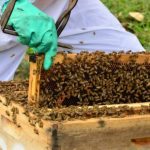 apicultor mexe em colmeia cheia de abelhas - Cidasc determina redução do uso do fipronil em SC