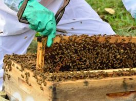 apicultor mexe em colmeia cheia de abelhas - Cidasc determina redução do uso do fipronil em SC
