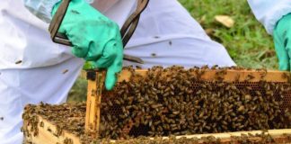 apicultor mexe em colmeia cheia de abelhas - Cidasc determina redução do uso do fipronil em SC