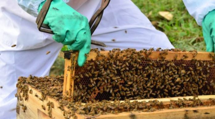 apicultor mexe em colmeia cheia de abelhas - Cidasc determina redução do uso do fipronil em SC
