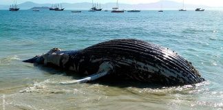 Baleia é encontrada encalhada em Florianópolis; animal na orla da cachoeira do bom jesus