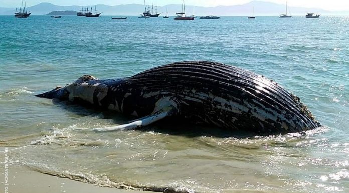 Baleia é encontrada encalhada em Florianópolis; animal na orla da cachoeira do bom jesus