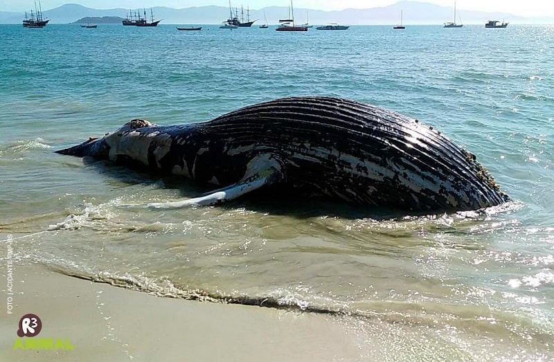 Baleia é encontrada encalhada em Florianópolis; animal na orla da cachoeira do bom jesus