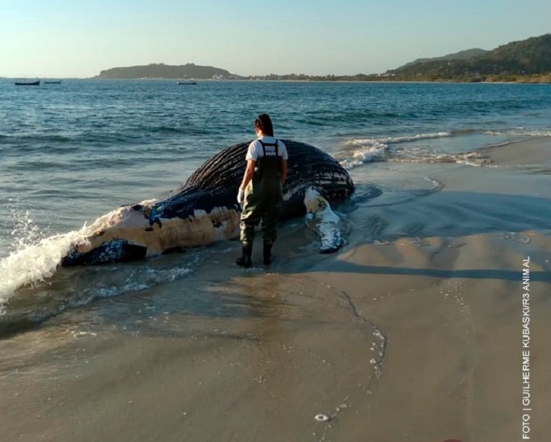 bióloga ao lado da baleia jubarte encontrada morta; animal pode ser o 35º morto em sc em 201