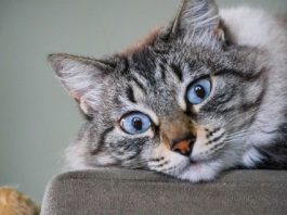 Lei proíbe colocação de piercings e tatuagens em animais por estética Um gato de olhos azuis e pêlo branco com cinza está deitado com os olhos arregalados para a fotos. Os animais domésticos de Santa Catarina agora fazem parte de uma lei de controle populacional.