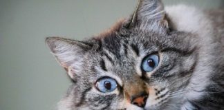 Um gato de olhos azuis e pêlo branco com cinza está deitado com os olhos arregalados para a fotos. Os animais domésticos de Santa Catarina agora fazem parte de uma lei de controle populacional.